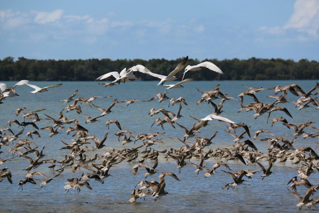 A flock of Elegant terns and Waders are flying over water.