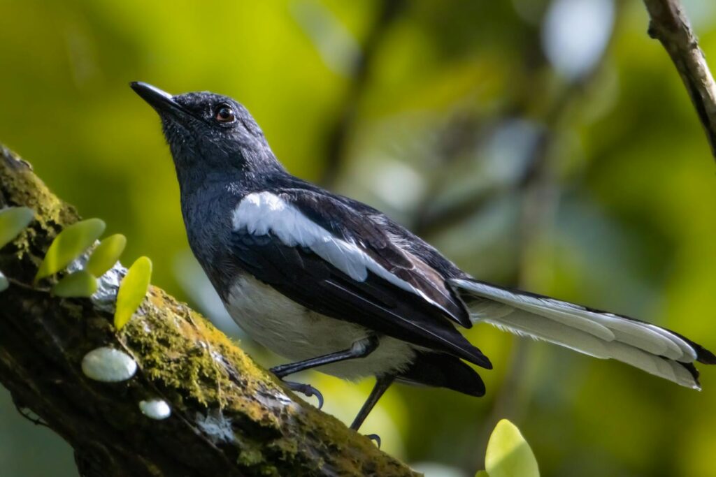 An Oriental Magpie-robin perches on a mossy branch.