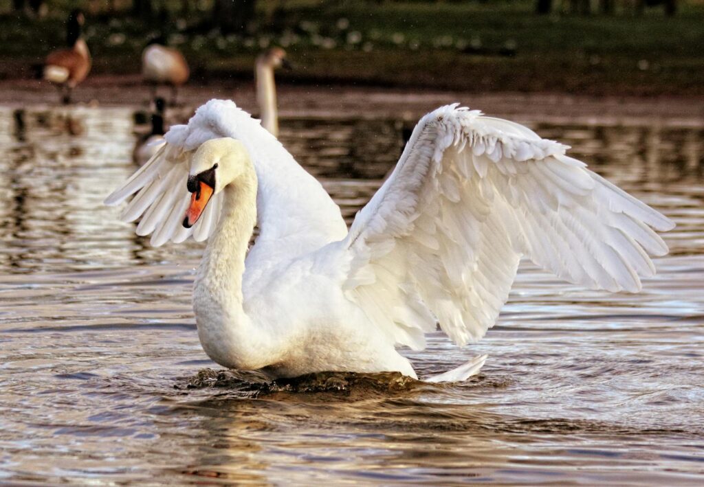 A graceful white swan spreads its wings on a tranquil lake surrounded by peaceful water.