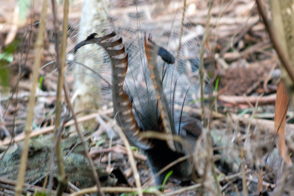 A Great Argus displays its ornate and patterned plumage.