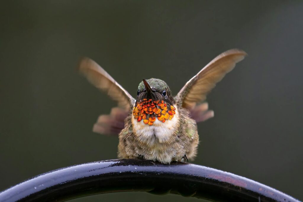 A Ruby-throated Hummingbird sitting with wings spread on a perch.