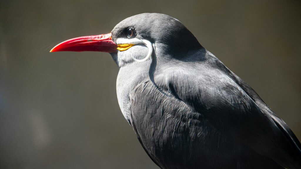 Close-up of ana Inca Tern highlighting its red beak, distinctive white mustache, and sleek gray plumage