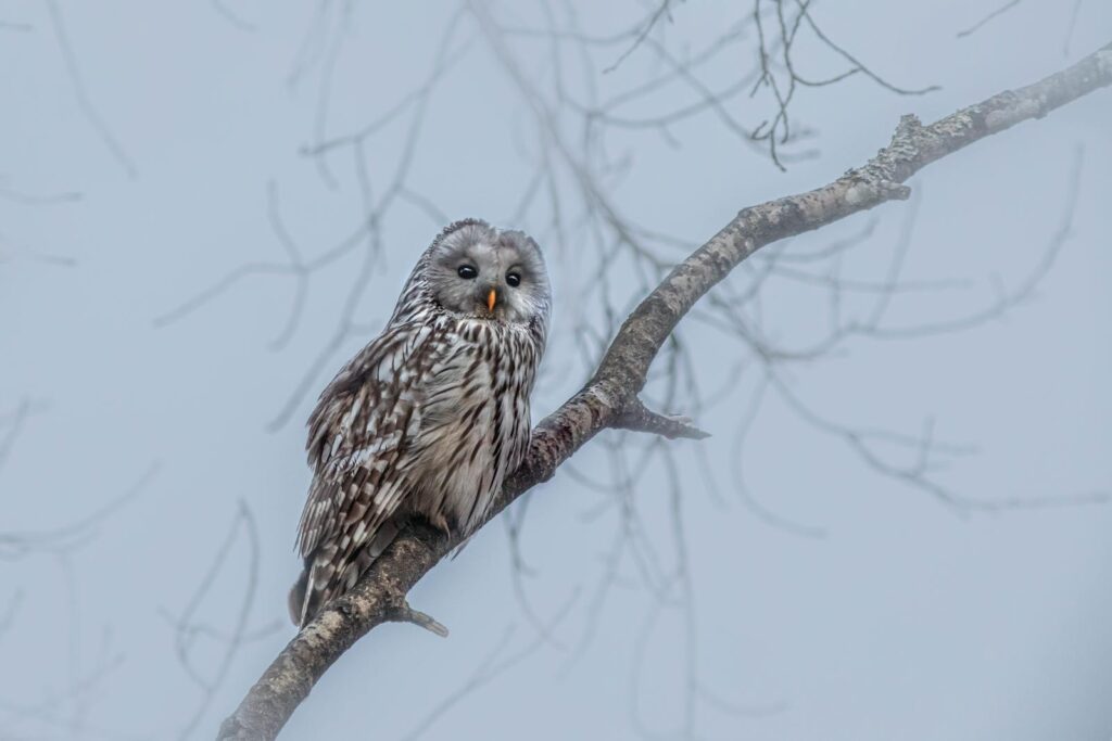 A Ural owl perched on a branch.