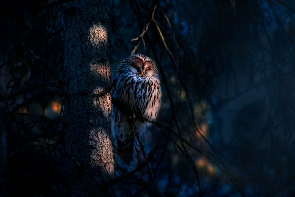 A Ural owl perched on a tree in a dark, mystical forest setting.