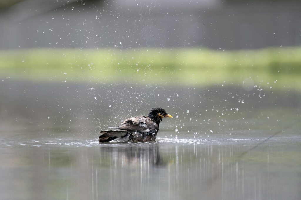 A blackbird enjoys a refreshing bath in a shallow pond, flapping wings and splashing water.