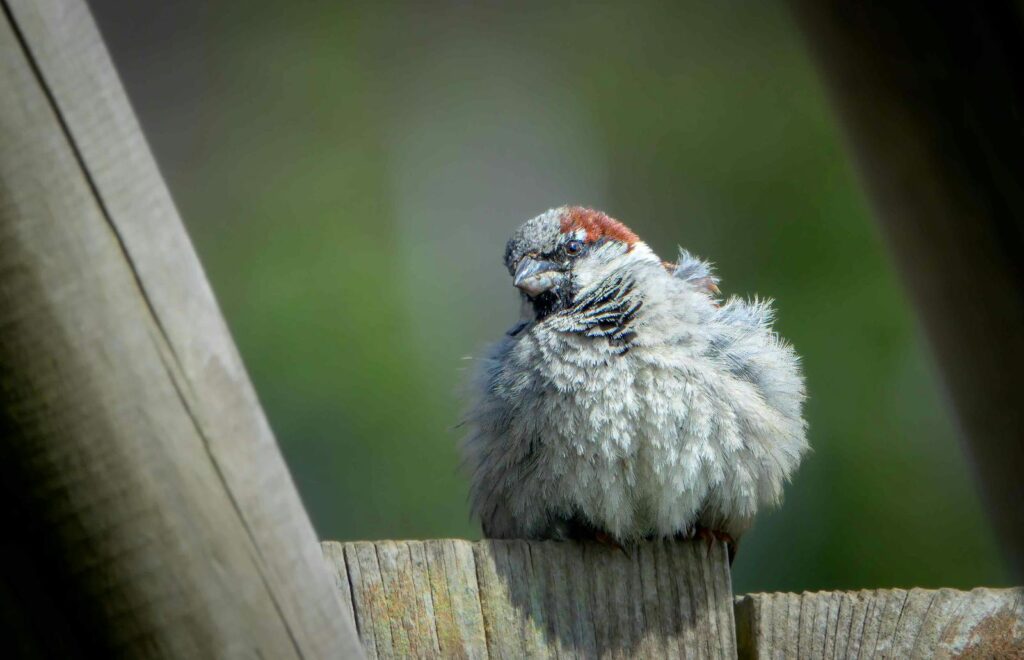 Close-up of a fluffed House Sparrow (Passer domesticus) perched on a rustic wooden fence.