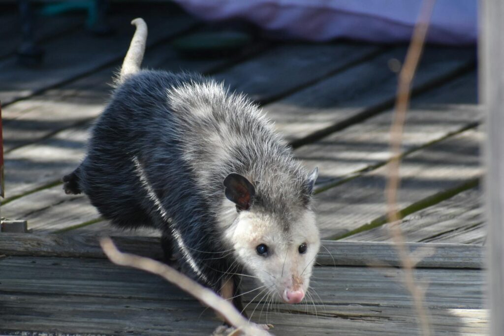 A Virginia opossum walking on wooden decking outdoors.