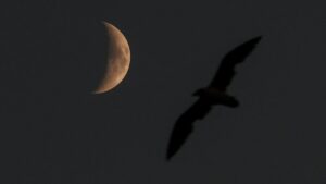 Silhouette of a bird flying across a dark night sky with a crescent moon in the background