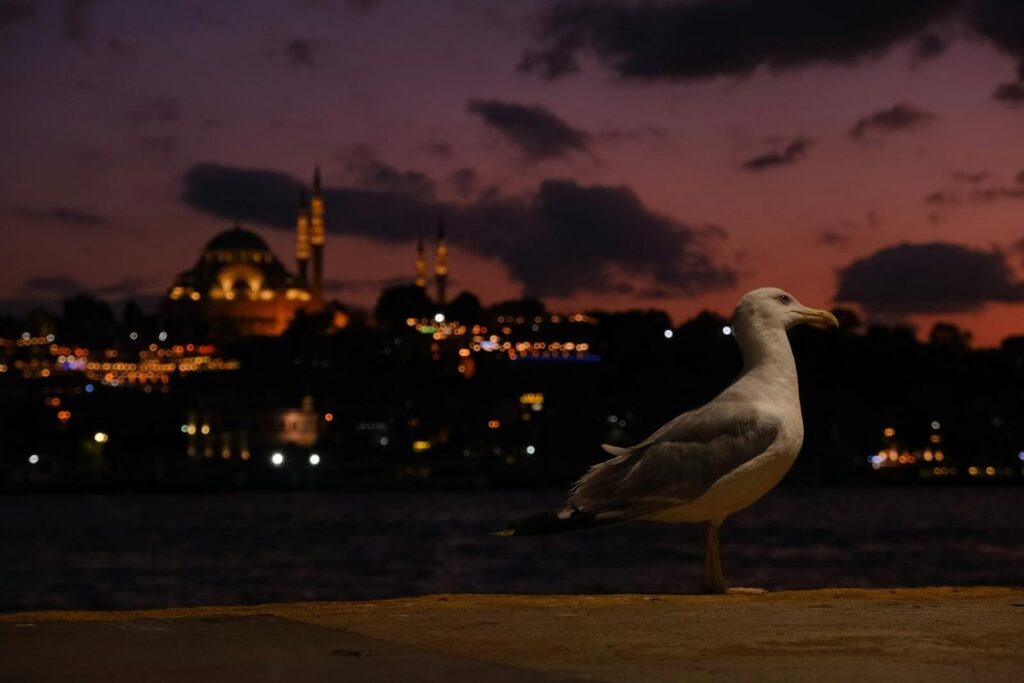 Seagull on waterfront with Istanbul skyline and mosques at dusk.