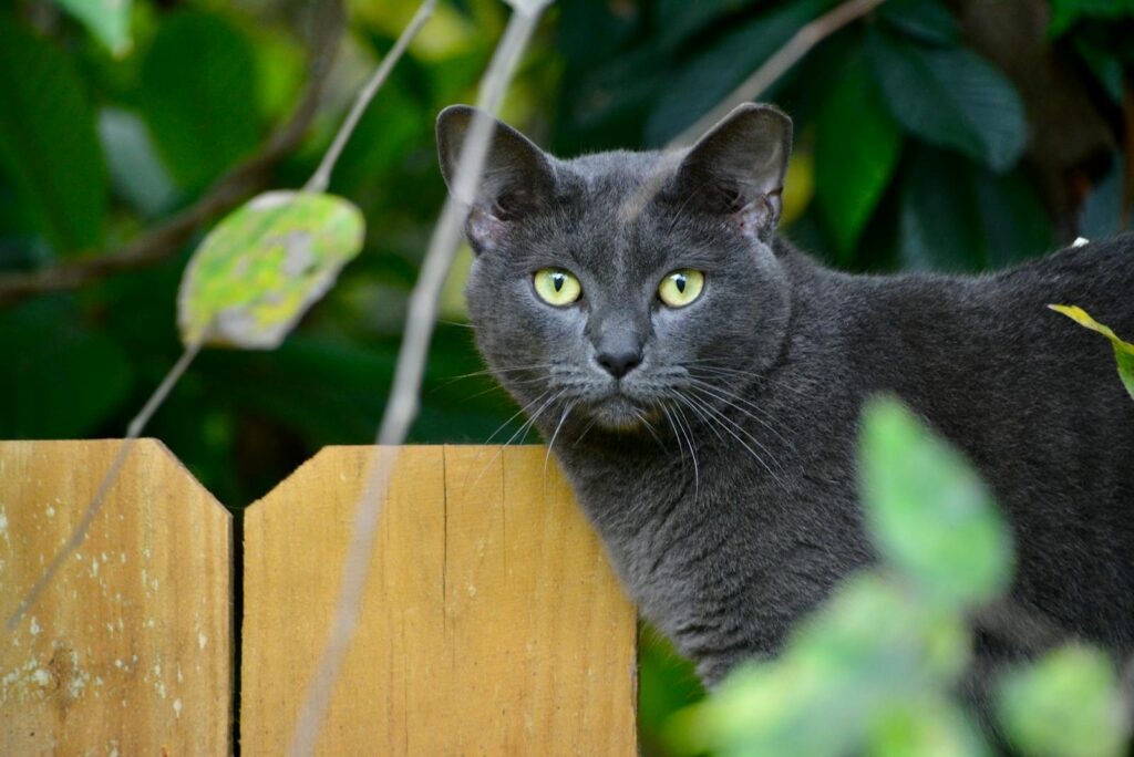 A captivating Russian Blue cat with striking green eyes peering over a wooden fence.