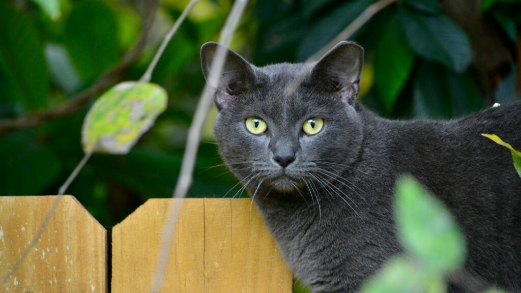 A Russian Blue cat with striking green eyes peering over a wooden fence.