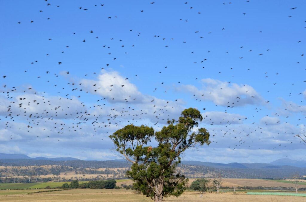 A vast flock of birds migrates over a picturesque countryside in Hobart, Australia.