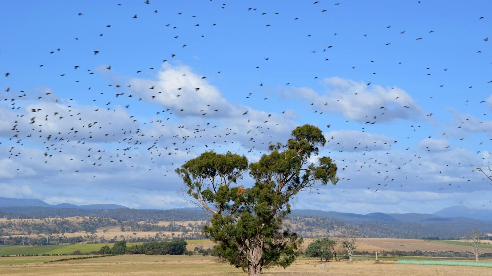 A vast flock of birds migrates over a picturesque countryside in Hobart, Australia.