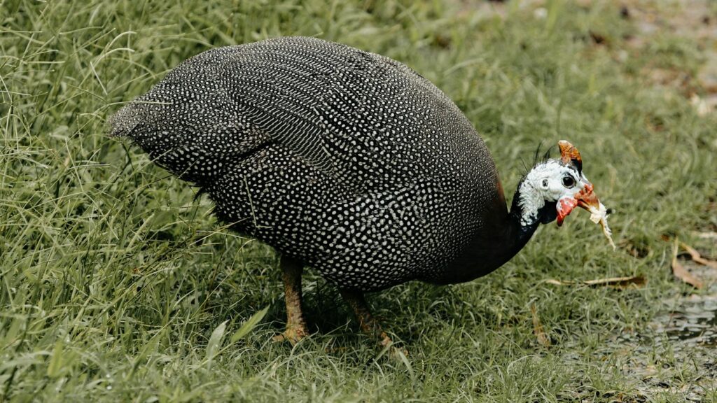 Helmeted guineafowl foraging in grassy area
