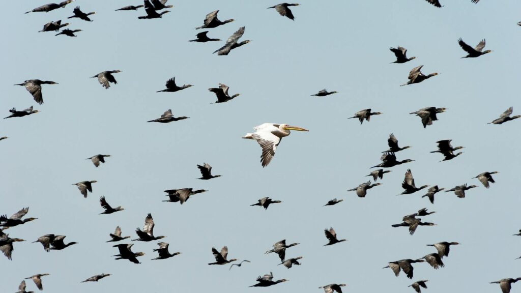 Bird migration scene with group of cormorants and lone pelican in flight.