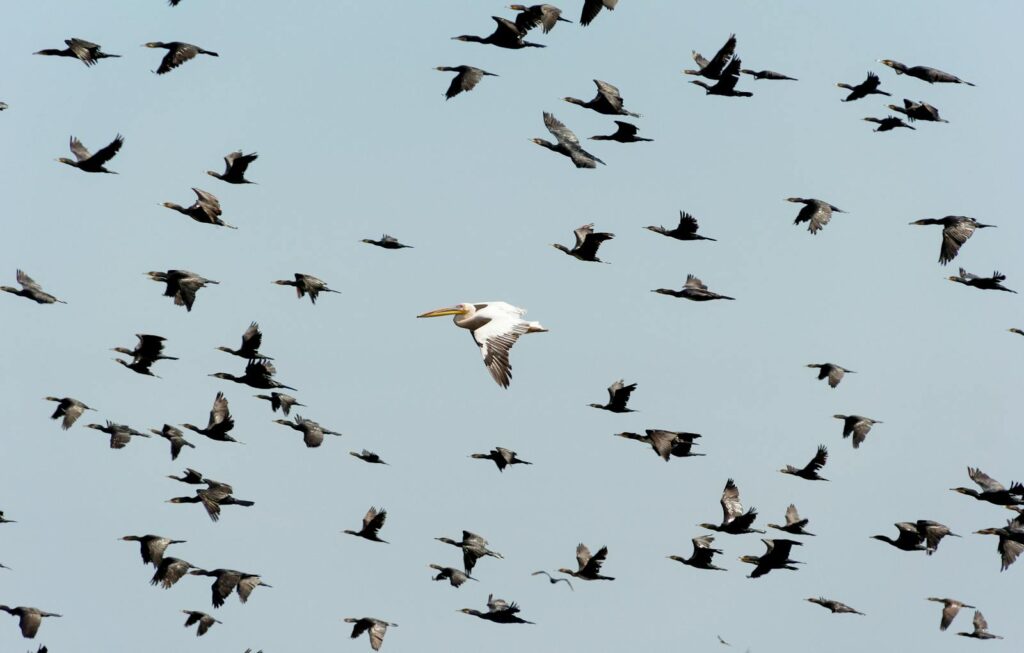 A flock of cormorants with a lone pelican soaring in the sky.