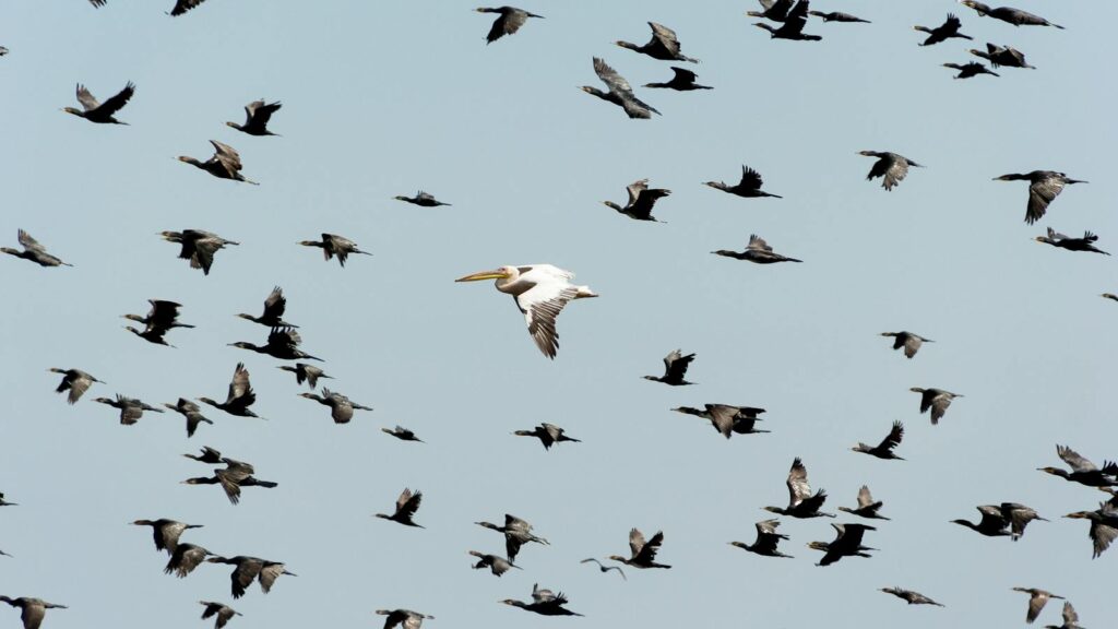 A flock of cormorants with a lone pelican soaring in the sky.