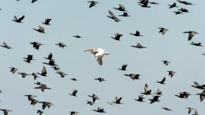 A flock of cormorants with a lone pelican soaring in the sky.