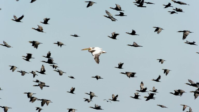A flock of cormorants with a lone pelican soaring in the sky.