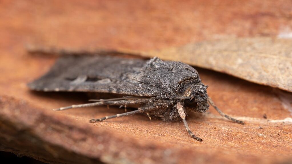 Bogong Moth resting on a brown surface