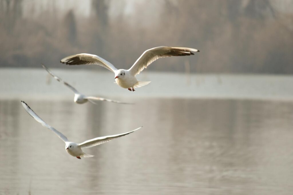 Seagulls elegantly flying over a peaceful lake.