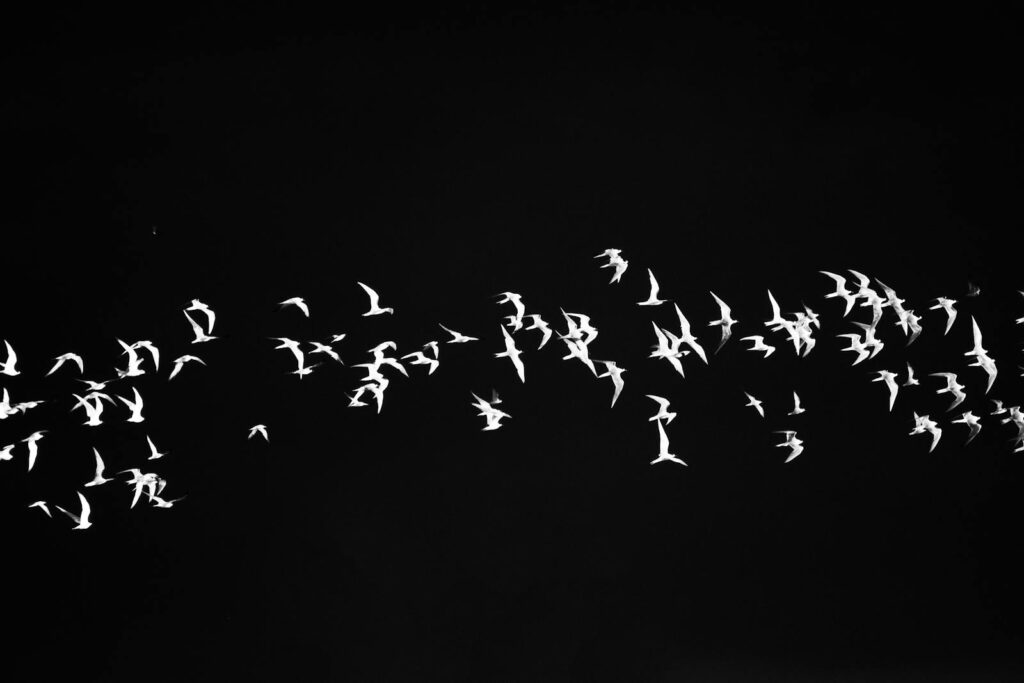 A striking black and white image capturing birds in flight against a dark background.