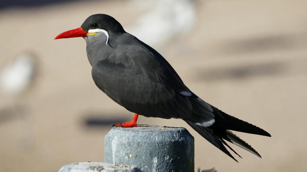 Inca Tern standing on a concrete post