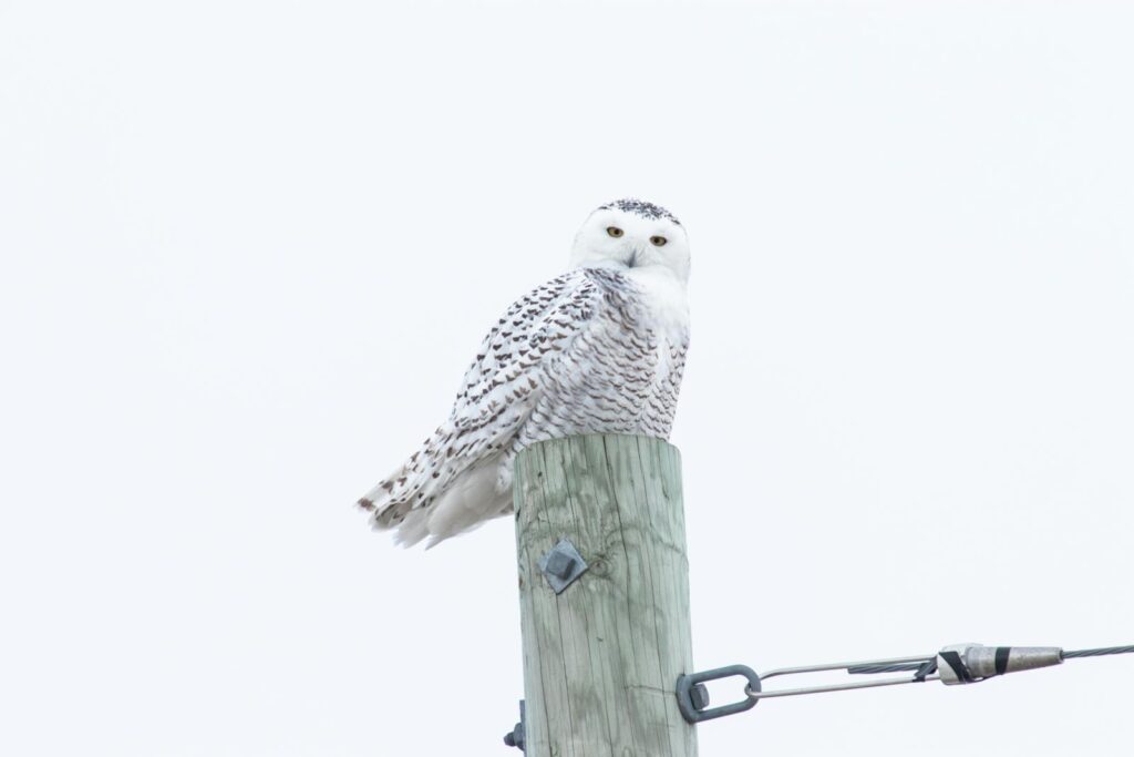 A majestic snowy owl perched on a wooden pole, showcasing wildlife beauty.