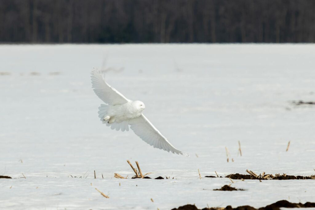 A Snowy Owl flies over a snowy field.