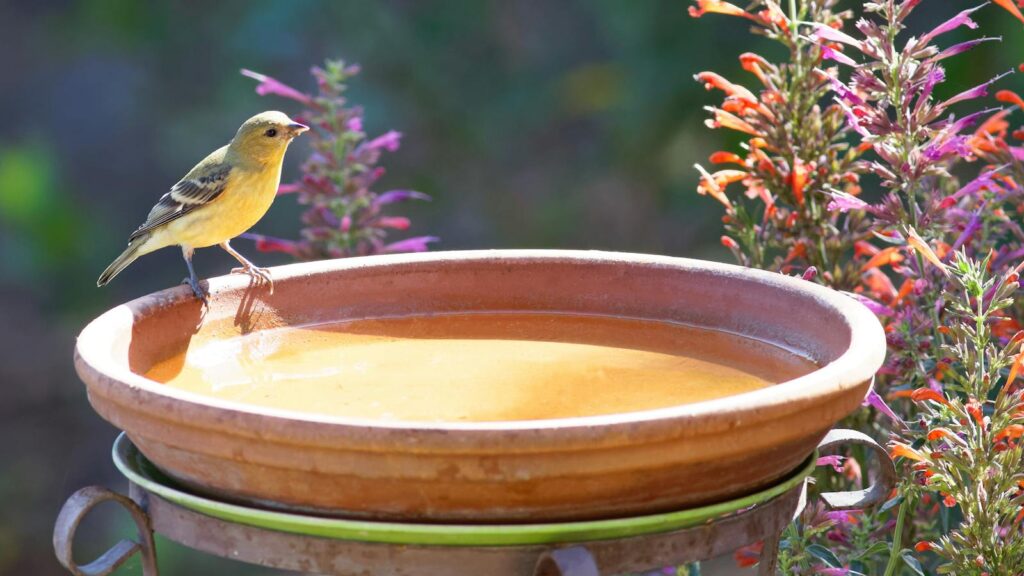 "American Goldfinch perched on a birdbath in a sunny flower-filled garden