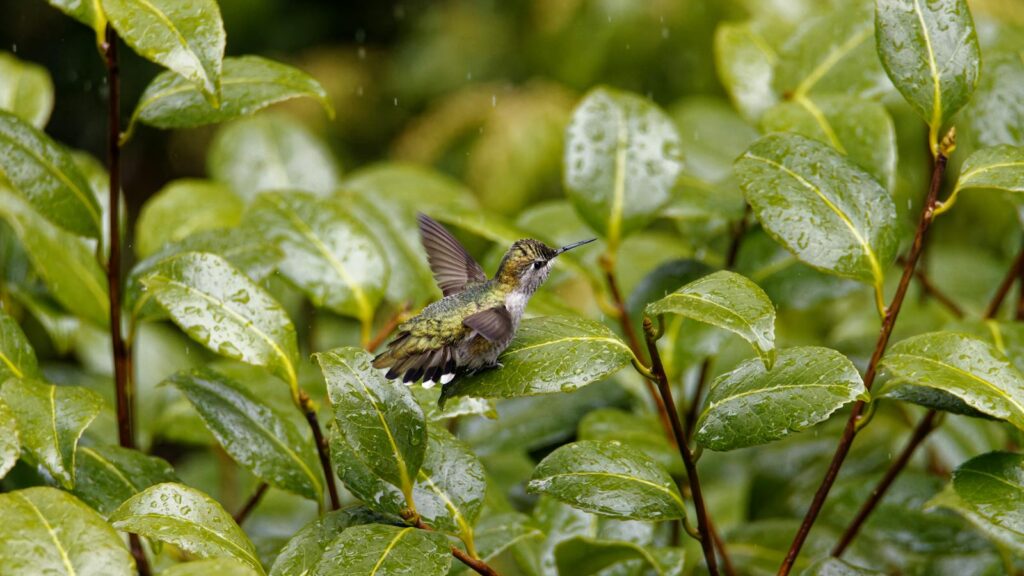 Rain-soaked hummingbird perched on a leaf, about to fly off