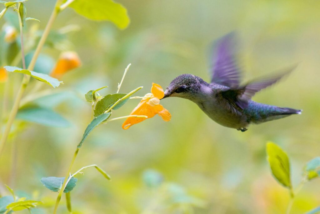 A hummingbird feeding on an orange flower amidst lush greenery.