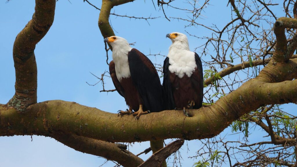 A captivating image of two African fish eagles perched on tree branches against a clear blue sky.