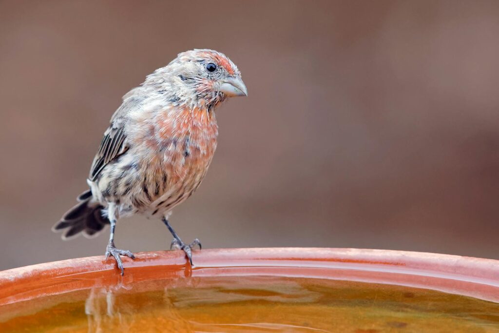 House Finch with reddish-brown plumage drinking from a birdbath.
