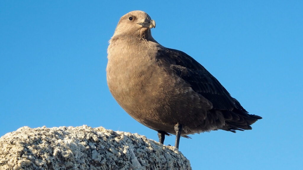 South Polar Skua resting on rock against vibrant blue sky