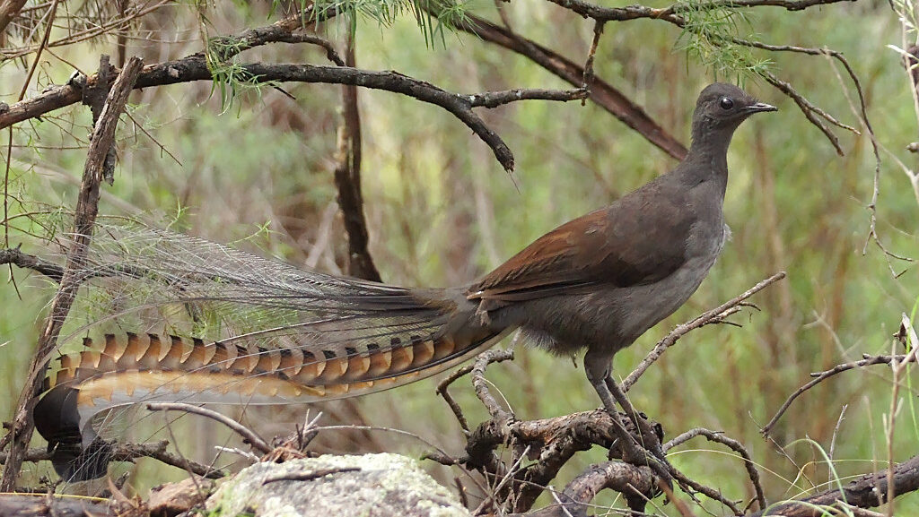lyrebird on a fallen log in a forest habitat