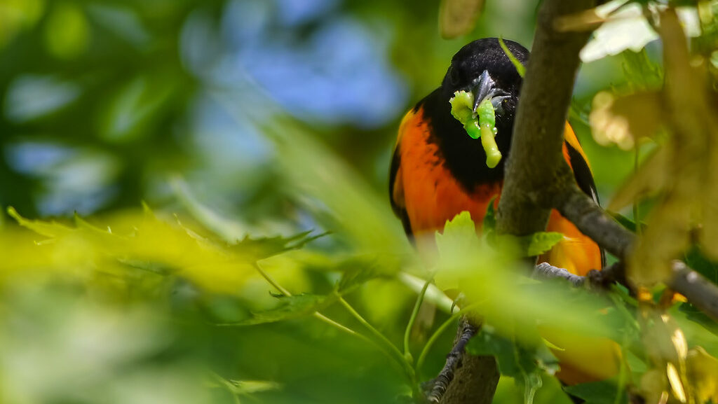 Bright Baltimore Oriole on a branch, partially covered by leaves, eating a caterpillar