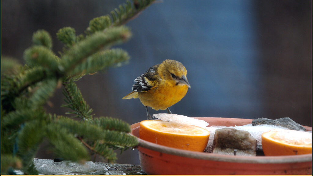 Small Baltimore Oriole perched on the side of a frozen bowl filled with orange slices