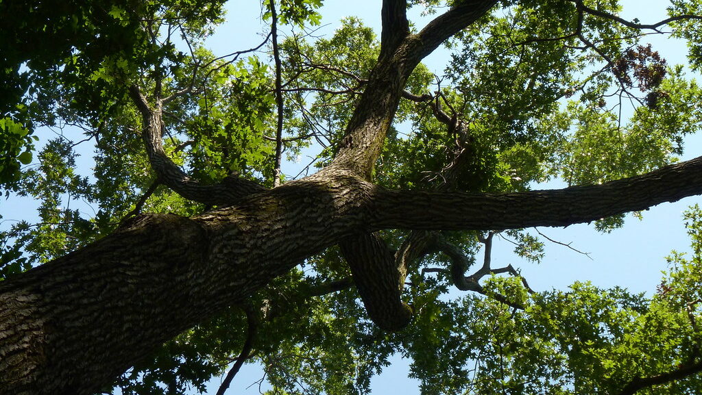 Upward view of black oak tree showing branches covered with green foliage