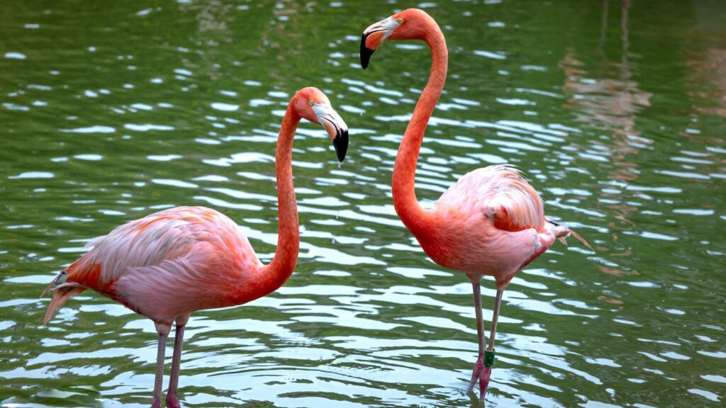 Pair of flamingos standing in shallow water