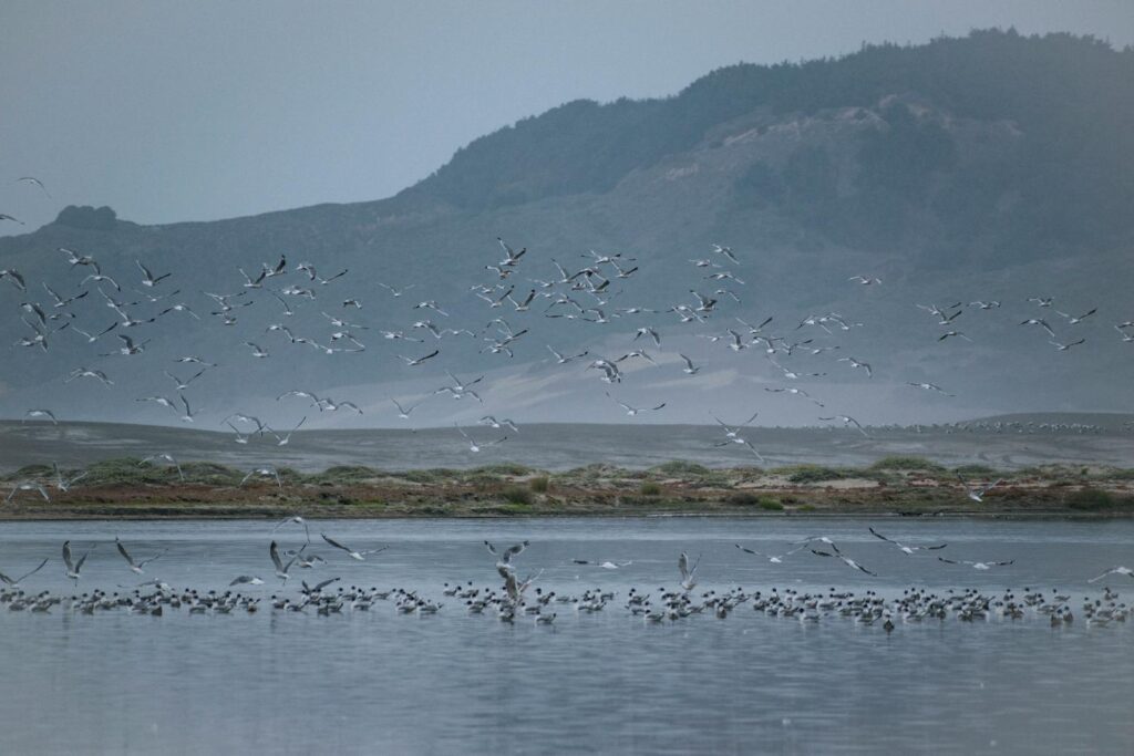 A flock of seagulls flying over a serene lake in Topocalma, Chile's stunning mountains.