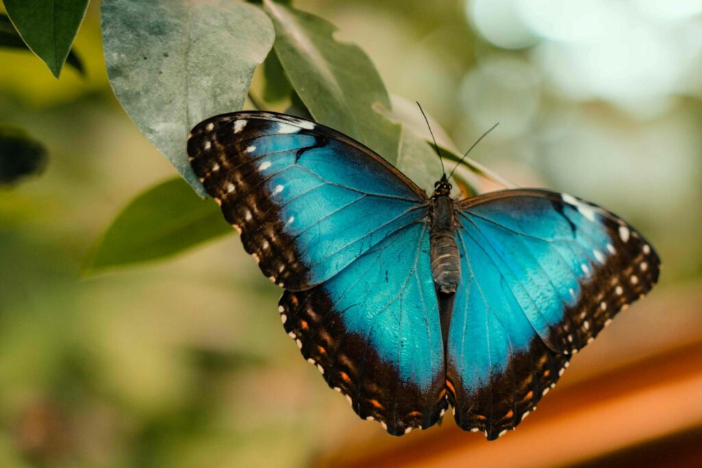 A stunning blue butterfly with black accents perched on a green leaf, captured in a macro shot.