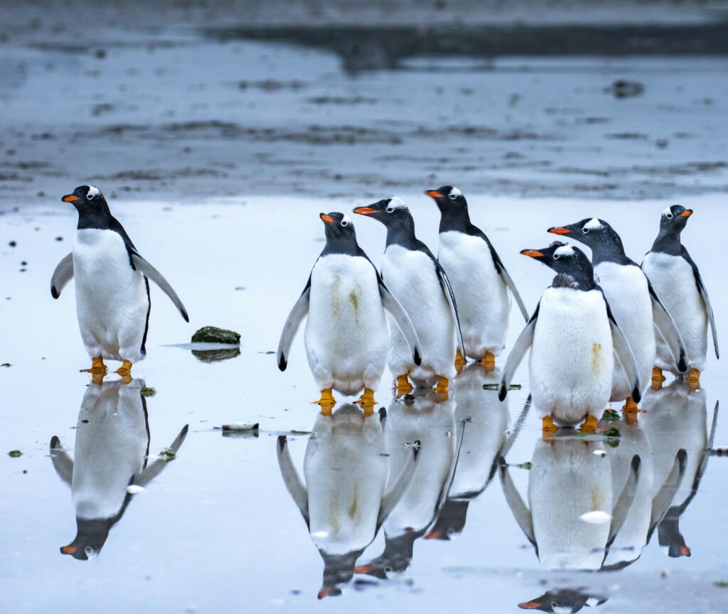 Group of Gentoo penguins walking by the shore reflecting on the wet surface.