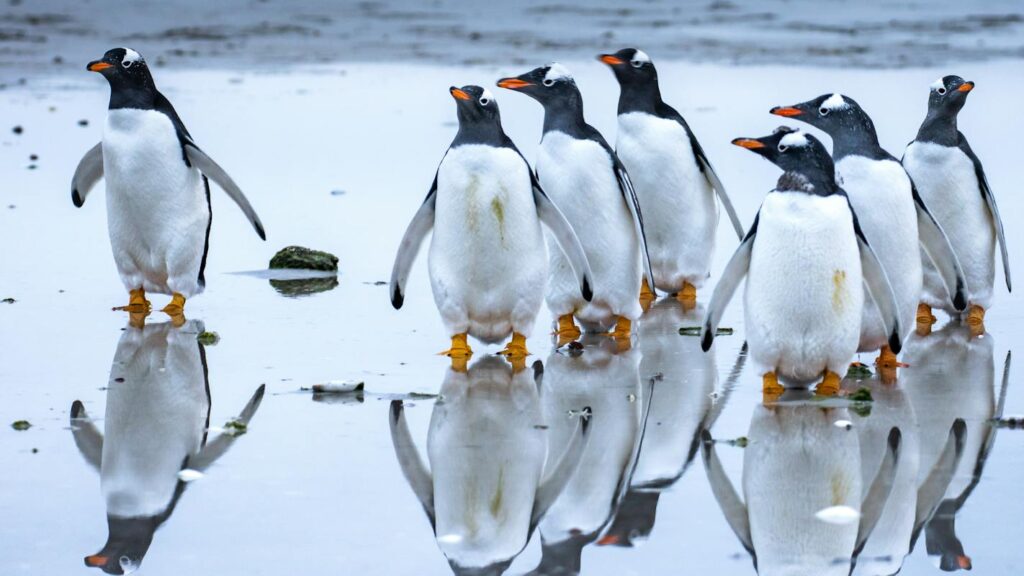 Group of Gentoo penguins walking by the shore reflecting on the wet surface.