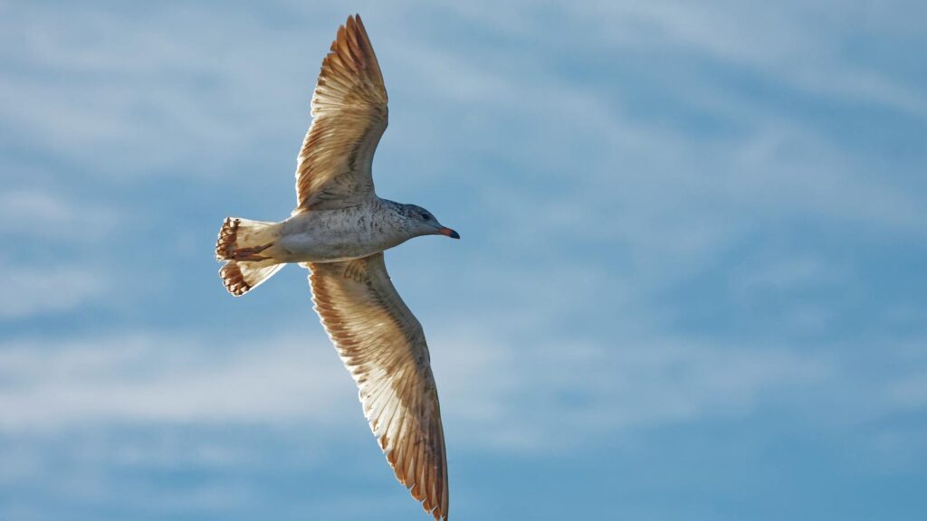 Seagull soaring gracefully in clear blue sky with wings fully extended