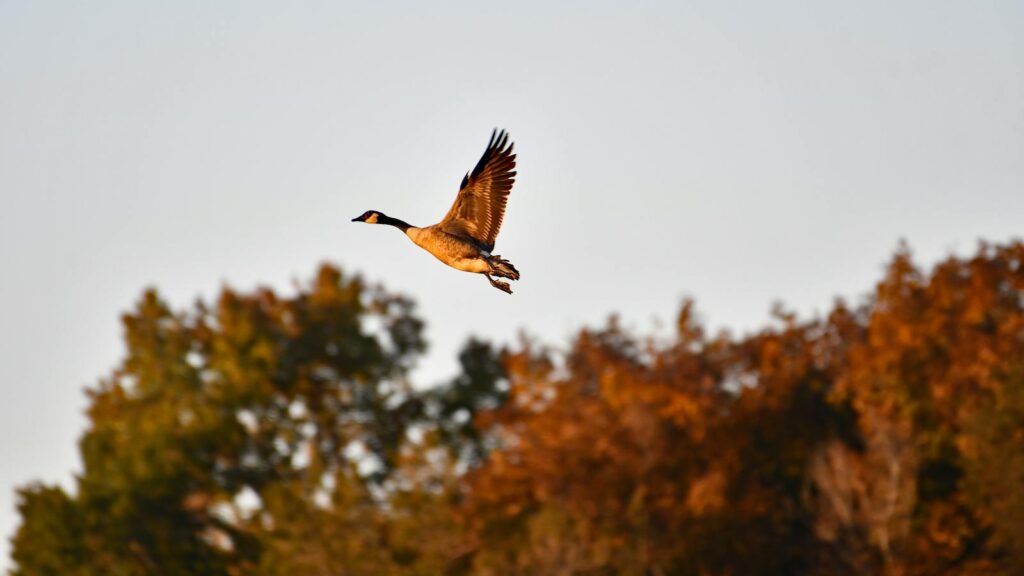 Goose flying over a forest during sunset