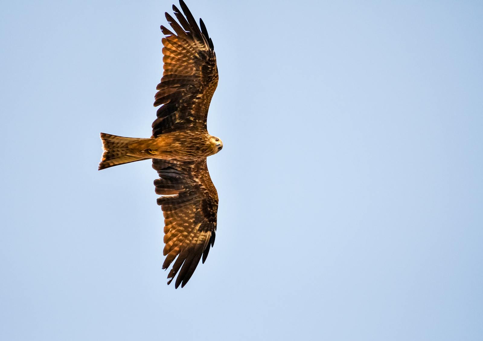 The Bird That Uses Fire to Hunt Its Prey The History of the Birds Relationship with Humans