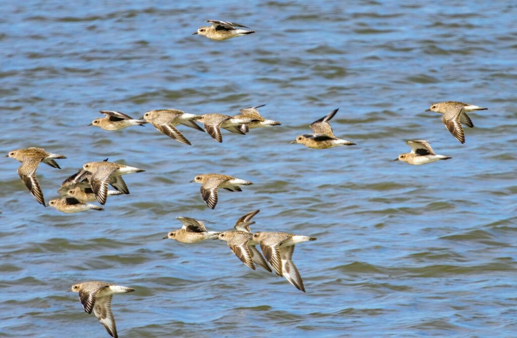 A beautiful flock of shorebirds gracefully flying over a calm sea on a sunny day.