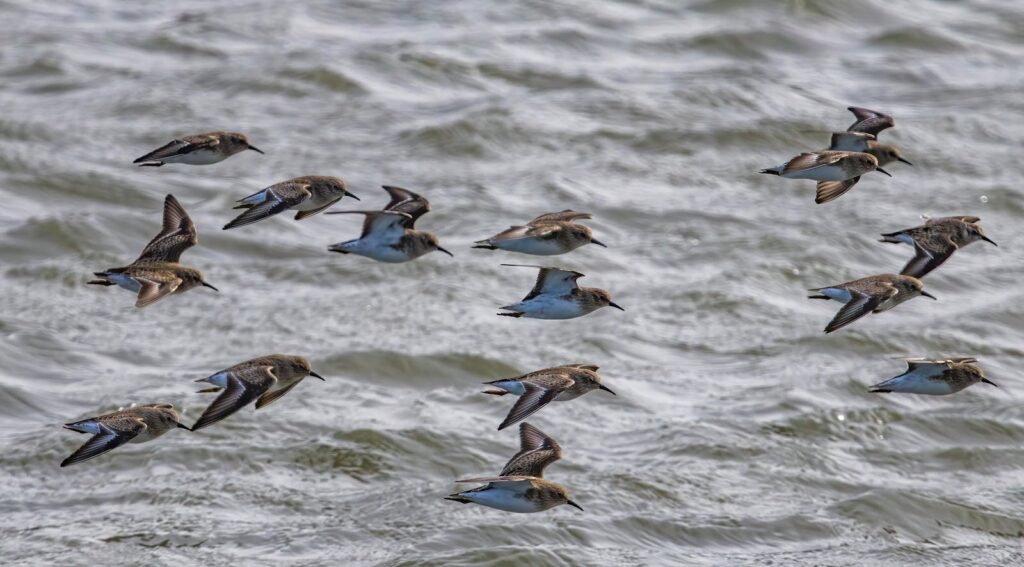 A flock of birds in mid-flight over the ocean during migration season.