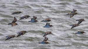A flock of birds in mid-flight over the ocean during migration season.